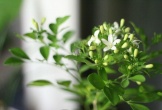 6 loại cây cảnh khử mùi hiệu quả giúp căn phòng luôn thơm ngát