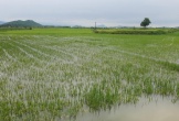 Nghệ An: Mưa lớn bất thường, nhiều diện tích cây nông lâm nghiệp bị ngập trong nước