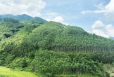 Thủ tục quyết định chuyển mục đích sử dụng rừng tại 2 tỉnh Thanh Hóa và Nghệ An