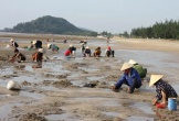 Hàng trăm người chen chúc lật cát tìm ngao trên bãi biển