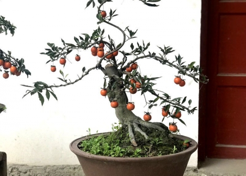 Hồng đá bonsai