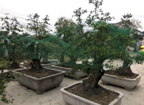 Hồng đá bonsai