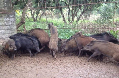 6 cach chon lon rung 1545617532 Cách chọn thịt lợn rừng “làm các món ngon” cho người sành ăn