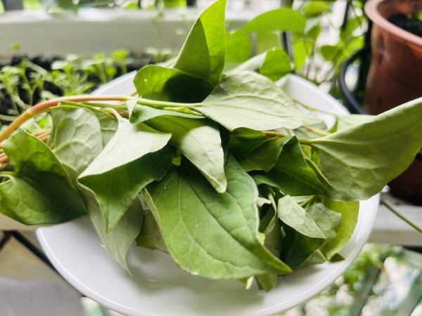 Thường xuyên ăn rau diếp cá, cơ thể sẽ thay đổi như thế nào?