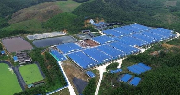 Bức xúc vì gần một nghìn con lợn sữa chết cháy không tiêu hủy kịp thời gây ô nhiễm