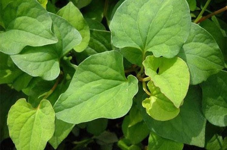 Bí quyết làm đẹp da từ những cây thuốc nam quen thuộc