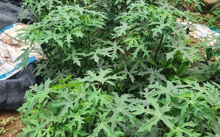 Cây rau nghe tên đã ngọt, trở thành món ăn lạ miệng được nhiều người ưa chuộng