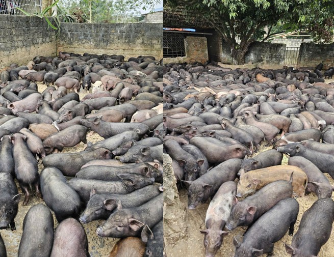 Hướng phát triển kinh tế mới từ giống lợn đen bản địa