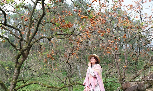 Vườn hồng trăm tuổi giữa xứ Nghệ bỗng “gây sốt”, giới trẻ đổ về check-in