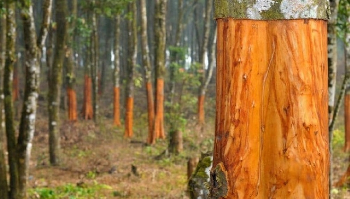 Việt Nam có loại vỏ cây mùi thơm lừng, là thuốc quý nhưng ít người biết tận dụng