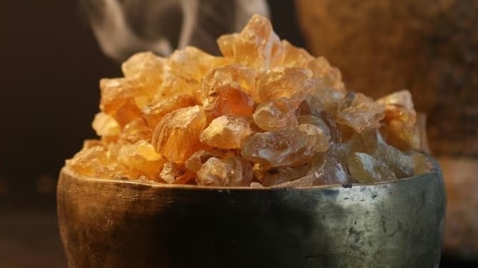 Loại nhựa cây ăn như tổ yến, là 'thần dược' cho sức khỏe và sắc đẹp cực dễ tìm