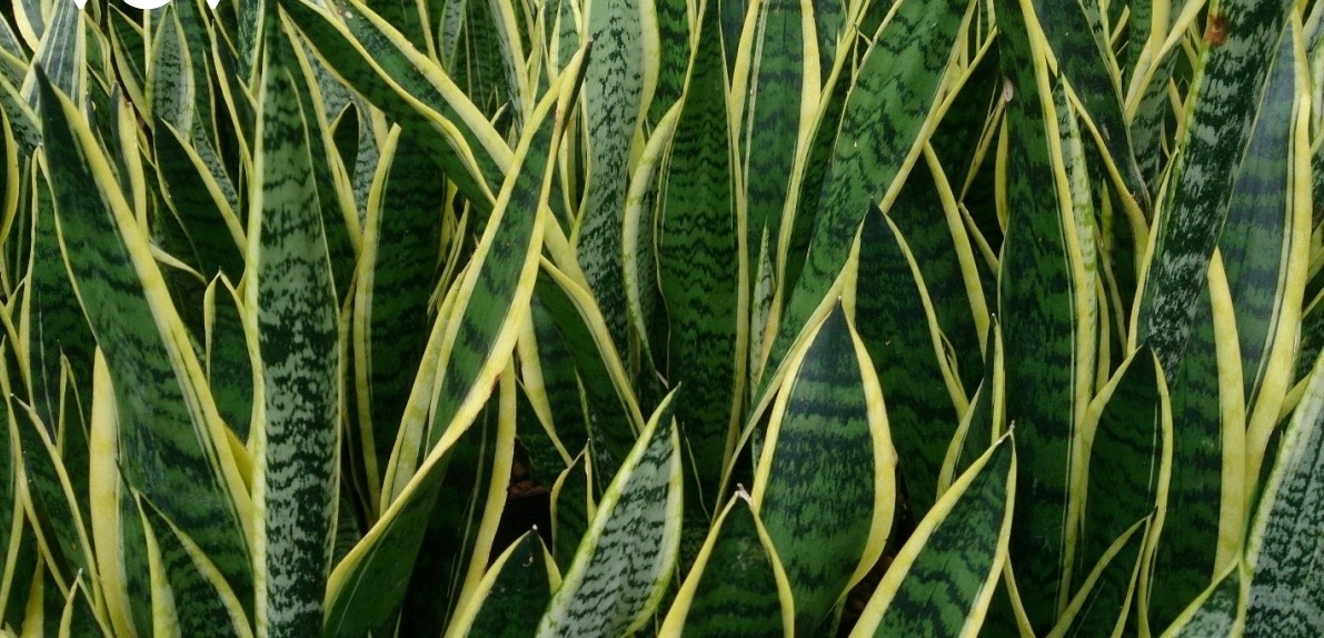 Cây thuốc quý cho sức khỏe, nhiều người chỉ trồng vì đẹp mà không biết công dụng