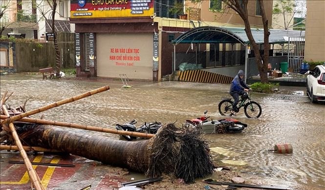 Nghệ An khẩn trương thu dọn cây xanh gãy đổ