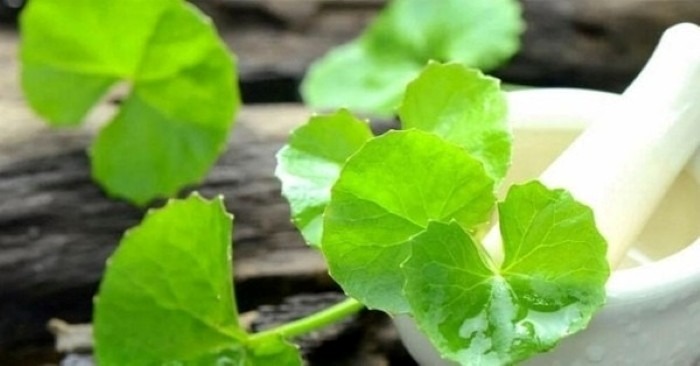 Loại rau Việt không trồng vẫn mọc khắp vườn, được ví như “nhân sâm xanh” siêu bổ