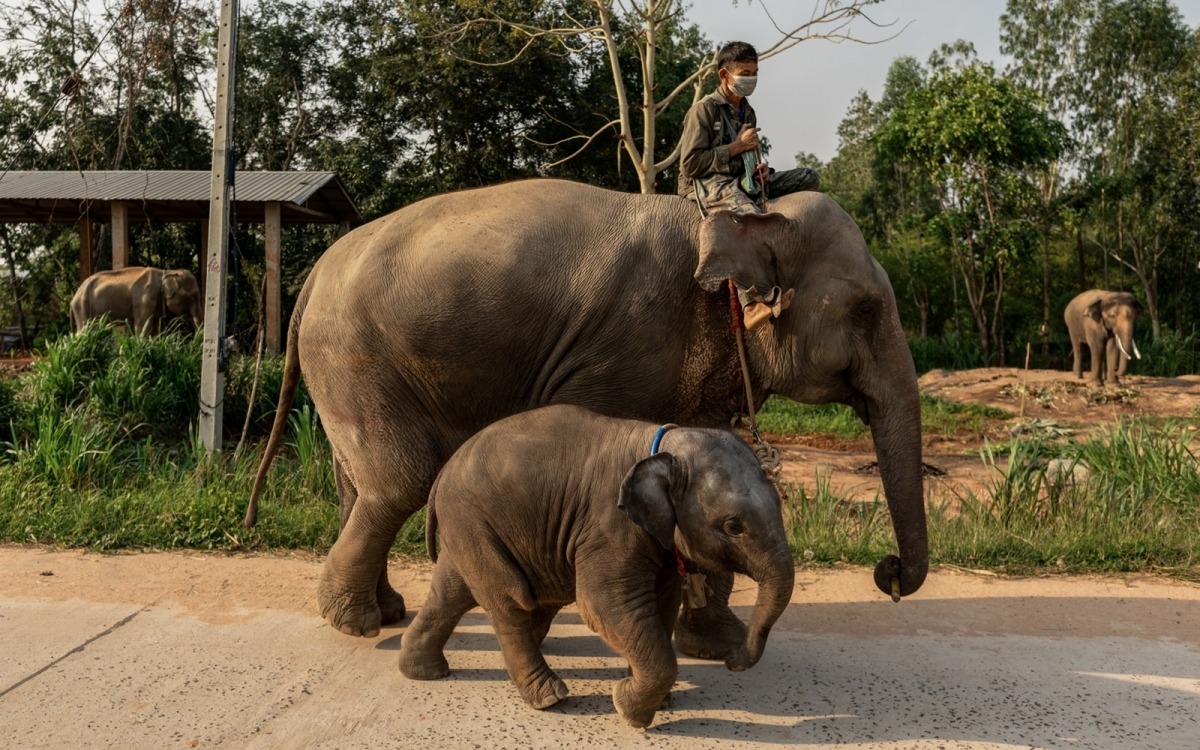 Voi dữ Thái Lan giết chết du khách thứ 3, người vợ may mắn được cứu
