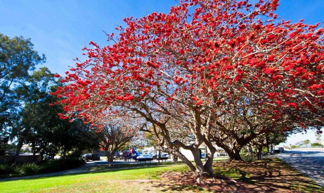 3 loại cây trồng trong sân nhà sẽ cản tài lộc