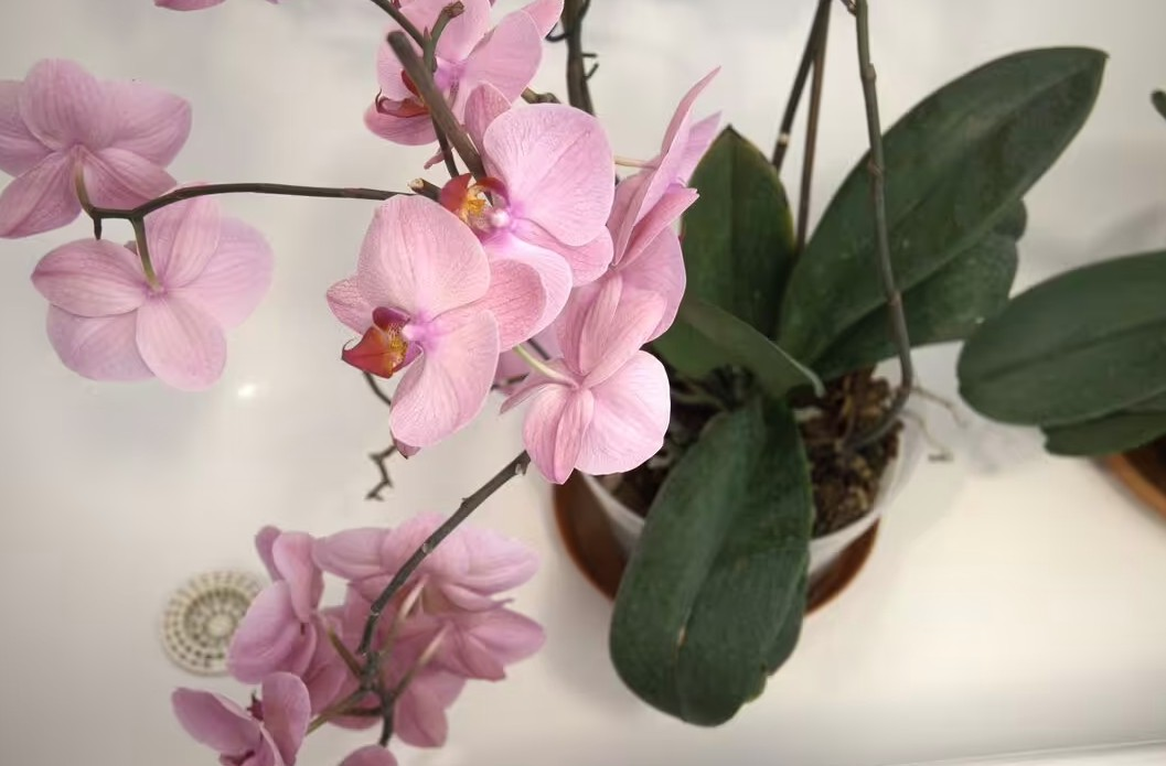 Cây trồng trong nhà