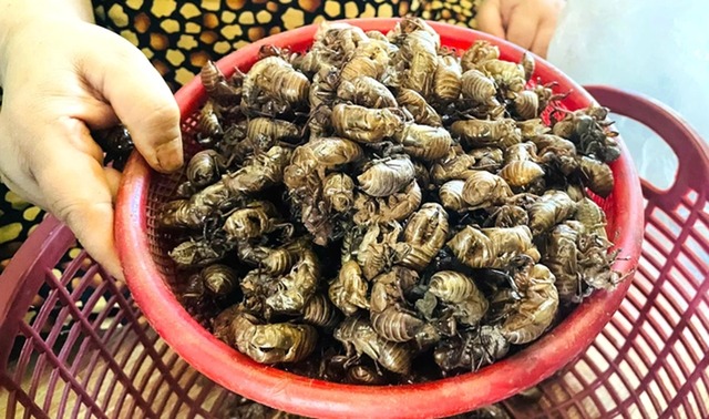Thứ tưởng vô dụng trong rừng bất ngờ được săn lùng với giá gần 2 triệu đồng/kg, dân thi nhau đi nhặt