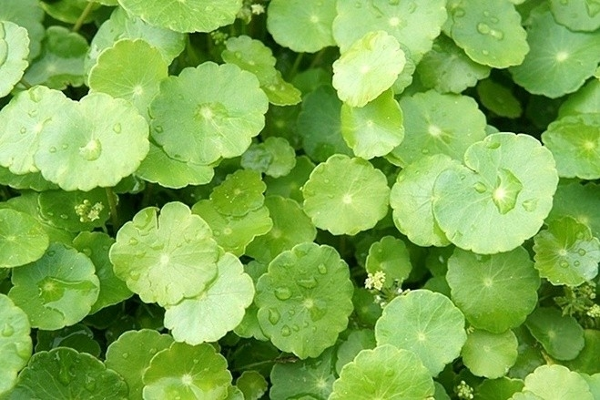 Cây thuốc giúp