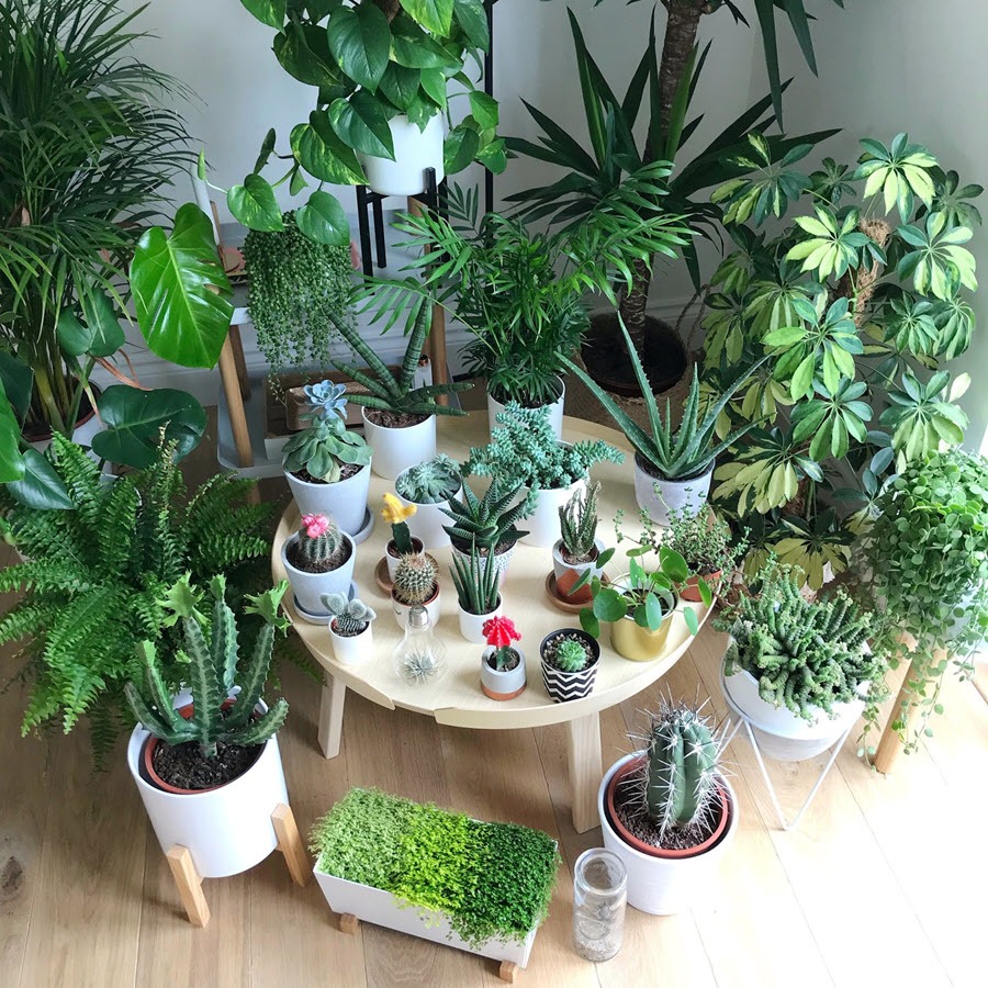 Người xưa dặn: Trước cửa nhà nên có 3 thứ này để đón may mắn, giữ tài lộc và tăng sinh khí cho cả gia đình