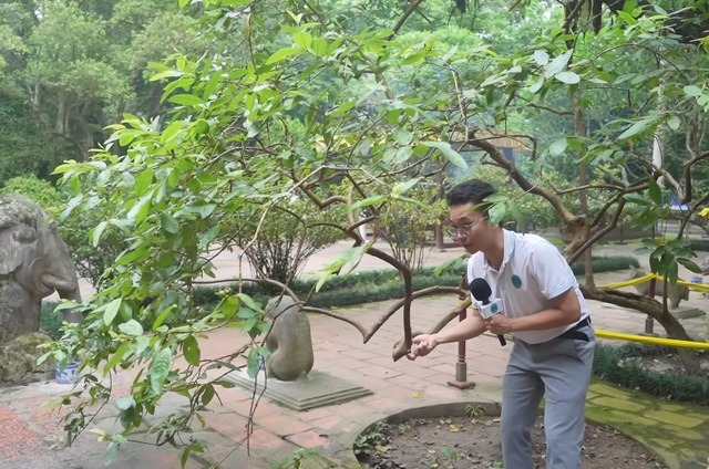 Cây ổi