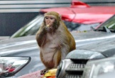 Tạm dừng vây bắt con khỉ tấn công người ở Hà Nội