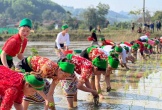 Sôi nổi hội thi cấy lúa của đồng bào người Thái ở Nghệ An