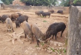 Trại lợn rừng sạch Nghệ An cung cấp thịt tết ngon sạch cho mọi nhà