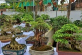  Chiêm ngưỡng hàng chục cây bonsai cổ thụ giá cả trăm triệu đồng không bán ở Nghệ An