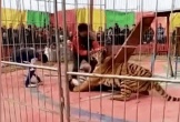 Kinh hoàng cảnh hổ bất ngờ nổi điên, lao tới vồ người đàn ông