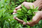 7 thực phẩm giúp cơ thể có mùi thơm tự nhiên, nhất là số thứ 5