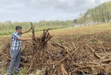 Phá bỏ hàng loạt vườn cao su ở huyện miền núi Nghệ An