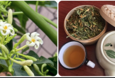 Uống nước hoa đu đủ đực có tác dụng gì?