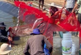 Nghi vợ ngoại tình, người đàn ông làm chết hơn 11 tấn tôm 