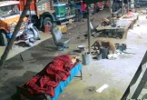 Chó bị báo hoa mai cắn cổ tha đi, chủ nằm gần sốc đến đờ người