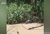 Mẹ lao vào chiến đấu với cá sấu đang kéo con gái xuống lòng sông