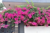 Hoa giấy trồng chỉ thấy lá không ra hoa, tưới thứ nước “cay cay” dễ kiếm này, hoa ra hàng chùm rực rỡ