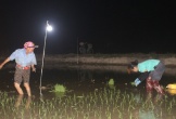 Tránh nắng nóng, nông dân chong đèn xuống đồng cấy lúa ban đêm