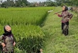 2 cụ bà đèo nhau đi ruộng trên xe đạp gặp cảnh 'dở khóc dở cười', từ đó chẳng ai thèm nói với ai câu gì