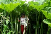 Kỳ lạ hòn đảo nơi các loài cây đều cao gấp 5 lần bình thường