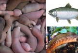 Nghe tên 'ngượng đỏ mặt' nhưng 3 loại cá đặc sản luôn đắt khách