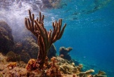Lặn biển ngắm san hô ở Cô Tô