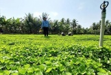 Ông nông dân lãi 1 tỷ đồng nhờ 'bẻ lái' trồng thứ rau dại xưa chỉ cho trâu bò ăn