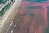 Nước biển ở Hà Tĩnh có màu đỏ do tảo nở hoa