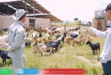 Quang Linh Vlog đau xót vì trang trại mất 70 con dê, hàng chục tỷ đầu tư có nguy cơ đổ sông đổ bể