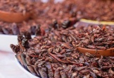 Những món ăn từ côn trùng ngon nhất thế giới có mặt ở Việt Nam