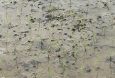 Xuất hiện nạn ốc bươu vàng phá hại hàng trăm héc ta lúa Xuân tại Nghệ An