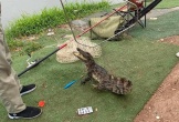 Hà Nội: Người dân bắt được một con cá sấu khi đi câu tại hồ dịch vụ