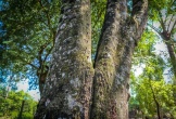 Loại gỗ triệu cây mới có một ở Việt Nam: Đại gia Nhật, Trung dốc cả hầu bao không mua nổi vì quá hiếm