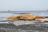 Xác cá voi hơn 3 tấn dạt vào bờ biển Nghệ An